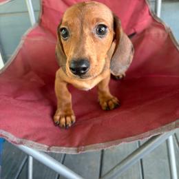 Max - Dapple male Dachshund puppy in Conroe, Texas from Dots Dachshunds