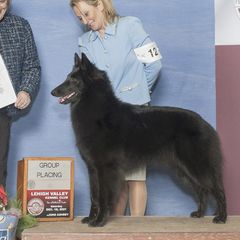 Paris - Belgian Sheepdog