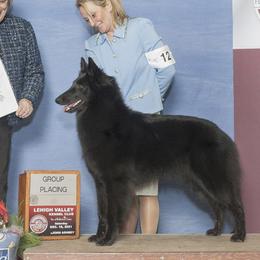 Paris - Belgian Sheepdog
