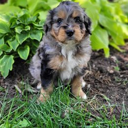 Sage - Blue merle male Bernedoodle puppy in Clarinda, Iowa from Root and Branch Bernedoodles