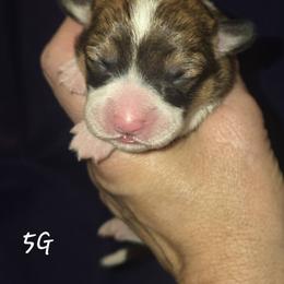 Miss White - Red female Pembroke Welsh Corgi puppy in Gig Harbor, Washington from Pacific Northwest Pembroke Welsh Corgis
