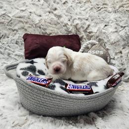 Snickers - Lemon and white male English Springer Spaniel puppy in Westover, Maryland from Sterling's springer Haven