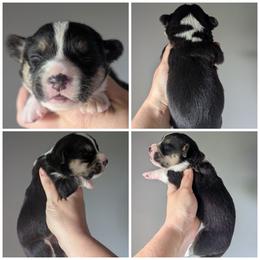 Rigatoni - Black and white female Cardigan Welsh Corgi puppy in Garrett, Indiana from Chloe's Colorful Corgis