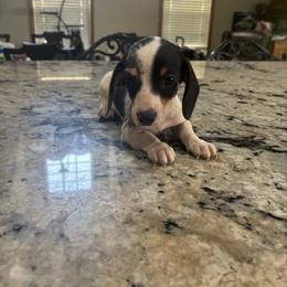 Freckle - Piebald male Dachshund puppy in Opelika, Alabama from Dachshund Darlins