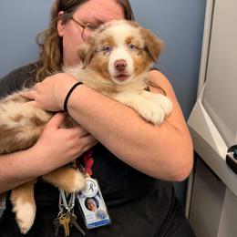 Parsley - Red merle male Australian Shepherd puppy in Inverness, Florida from Swamp Puppy Canine Kennel