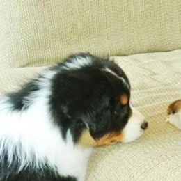 Australian Shepherd Puppies from Haulin Aussies