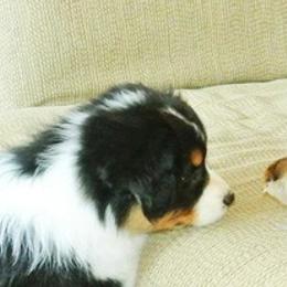 Australian Shepherd Puppies from Haulin Aussies