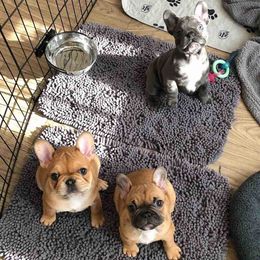 French Bulldogs from Homepop