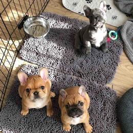 French Bulldogs from Homepop