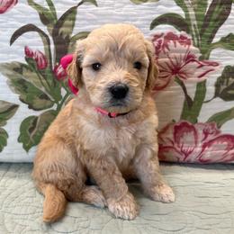Paisley - Cream female Goldendoodle puppy in The Woodlands, Texas from Gracie's Goldendoodles and Bernedoodles