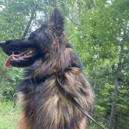 Nikali - German Shepherd