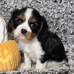 Birdie Louise - Tri-color female Cavalier King Charles Spaniel puppy in Stilwell, Oklahoma from Love Bug Cavaliers