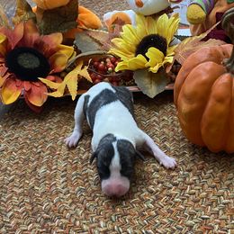 Girl 3 - Fawn brindle Whippet puppy in Williamsport, Pennsylvania from Willowisp Whippets