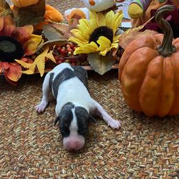 Girl 3 - Fawn brindle Whippet puppy in Williamsport, Pennsylvania from Willowisp Whippets