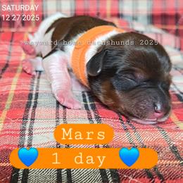 Mars - Piebald male Dachshund puppy in Harrodsburg, Kentucky from Wayward Home Dachshunds