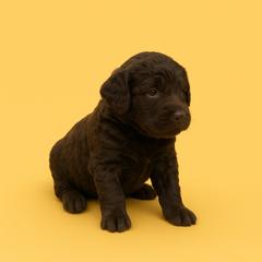 Affenpinscher, Barbet, and Tibetan Terrier Puppies from Gemms Kennels Tibetan Terriers