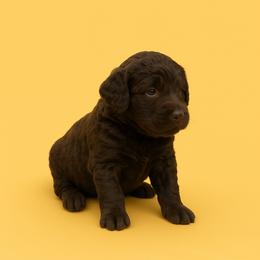 Affenpinscher, Barbet, and Tibetan Terrier Puppies from Gemms Kennels Tibetan Terriers