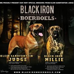 Millie - Boerboel