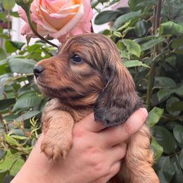 Red boy - Red male Dachshund puppy in Oregon from SoCo Dachshunds