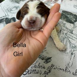 Bella - Liver white and tan female English Springer Spaniel puppy in Waynesburg, Pennsylvania from Krysak’s Springer Spaniels