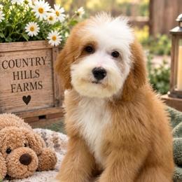 Clover - Red female Bernedoodle puppy in Temecula, California from Country Hills Doodles
