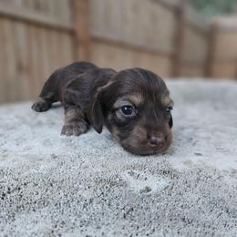 Ziti - Cream female Dachshund puppy in Anaconda, Montana from Montana Country Dachshunds