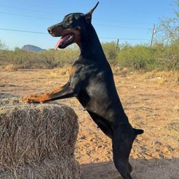 Stormy - Doberman Pinscher