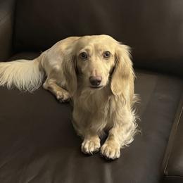 Cyrus - Dachshund