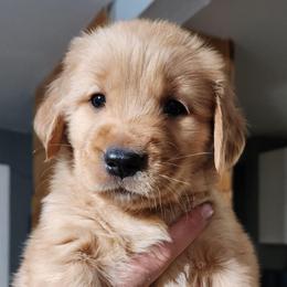 Orange collar - Dark golden female Golden Retriever puppy in Boulder, Montana from Sharee's Golden Retrievers