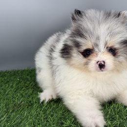 Meadow - Blue merle female Pomeranian puppy in Newark, Ohio from Keeperofstars Pomeranians
