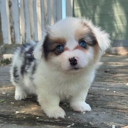 Scooby fluffy (green) - Blue merle and white male American Corgi puppy in East Oakdale, California from Rhettro Kennels