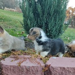 Bernese Mountain Dog and Pembroke Welsh Corgi Puppies from Highland Meadows