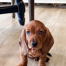 Dachshund Puppies from Pine & Pasture Dachshunds