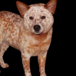 Blaze - Australian Cattle Dog