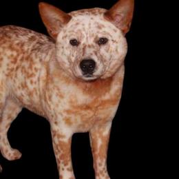 Blaze - Australian Cattle Dog