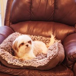 Wonderful White Wyatt - White male Shih Tzu puppy in Cartersville, Georgia from 100 Acre Woods Shih Tzu Plantation