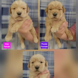 Spark Female - Golden female Golden Retriever puppy in Wauseon, Ohio from Golden Sunrise Retrievers