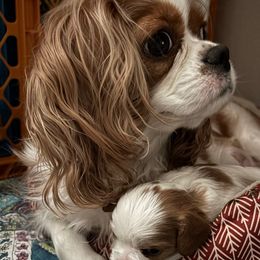 Mayflower - Cavalier King Charles Spaniel