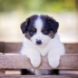 BTM 2 - Black tri-color male Australian Shepherd puppy in Elkton, Tennessee from Riverlook Australian Shepherds