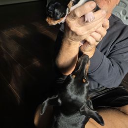 One Brown - Piebald male Dachshund puppy in Clarksville, Tennessee from Sonya's Dachshunds