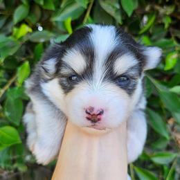 Oreo - Black and white female Pomsky puppy in Southern California, California from SoCal Pomskies LLC