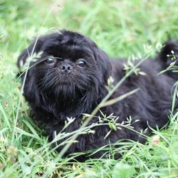AKC-UKC Mister Espresso - Black male Shih Tzu puppy in Cartersville, Georgia from Autumn Breeze Shih Tzus and Friends