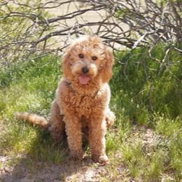 Cavapoos, Goldendoodles, and Poodles from Desert Valley Doodles