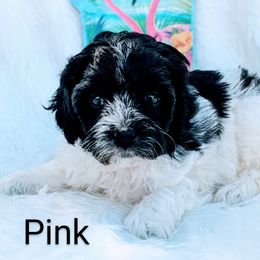 Girl 1 - Black and white Bernedoodle puppy in Ohio from Mini Doodle Buddies