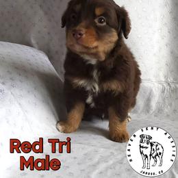 Umar - Red tri male Miniature Australian Shepherd puppy in Jaroso, Colorado from Heaven Sent Aussies