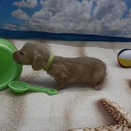 Chocolate Based Longhair Cream Male (light green collar) - Cream male Dachshund puppy in Killeen, Texas from Southern Dachshunds