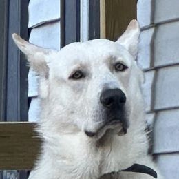 Lucifer - German Shepherd