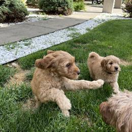 Goldendoodle Puppies from Coal Country Doodles