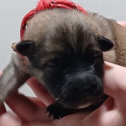 Zeke, Red Collar - Fawn male Eurasier puppy in Lakewood, Ohio from Exquisite Eurasier