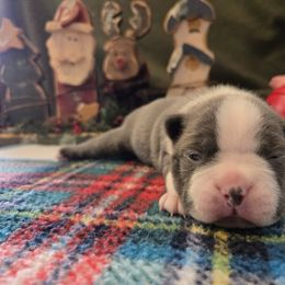 Girl 1 - Silver female Pug puppy in Auburn, Kentucky from Prentice Family Pugs, Bugs & Corgis